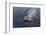 Whale in South Atlantic Ocean, Antarctica-Keren Su-Framed Photographic Print