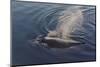 Whale in South Atlantic Ocean, Antarctica-Keren Su-Mounted Photographic Print