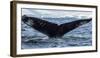 Whale in the ocean, Southern Ocean, Antarctic Peninsula, Antarctica-Panoramic Images-Framed Photographic Print