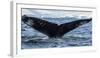 Whale in the ocean, Southern Ocean, Antarctic Peninsula, Antarctica-Panoramic Images-Framed Photographic Print