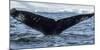 Whale in the ocean, Southern Ocean, Antarctic Peninsula, Antarctica-Panoramic Images-Mounted Photographic Print
