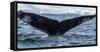 Whale in the ocean, Southern Ocean, Antarctic Peninsula, Antarctica-Panoramic Images-Framed Stretched Canvas