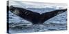 Whale in the ocean, Southern Ocean, Antarctic Peninsula, Antarctica-Panoramic Images-Stretched Canvas