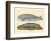 Whale-Like Animals-null-Framed Giclee Print