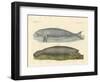 Whale-Like Animals-null-Framed Giclee Print