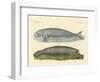 Whale-Like Animals-null-Framed Giclee Print