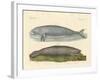 Whale-Like Animals-null-Framed Giclee Print