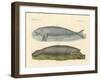 Whale-Like Animals-null-Framed Giclee Print