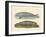 Whale-Like Animals-null-Framed Giclee Print