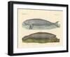 Whale-Like Animals-null-Framed Giclee Print