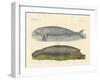 Whale-Like Animals-null-Framed Giclee Print