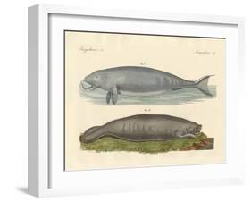 Whale-Like Animals-null-Framed Giclee Print