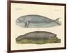 Whale-Like Animals-null-Framed Giclee Print