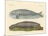 Whale-Like Animals-null-Mounted Giclee Print