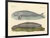 Whale-Like Animals-null-Framed Giclee Print