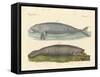 Whale-Like Animals-null-Framed Stretched Canvas