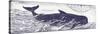 Whale on Cream I-Gwendolyn Babbitt-Stretched Canvas