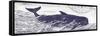 Whale on Cream I-Gwendolyn Babbitt-Framed Stretched Canvas