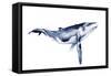 Whale Portrait I-Grace Popp-Framed Stretched Canvas