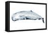 Whale Portrait II-Grace Popp-Framed Stretched Canvas