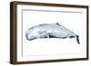 Whale Portrait II-Grace Popp-Framed Art Print