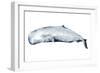 Whale Portrait II-Grace Popp-Framed Art Print