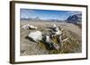 Whale Remains in Gashamna (Goose Bay)-Michael Nolan-Framed Photographic Print