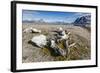 Whale Remains in Gashamna (Goose Bay)-Michael Nolan-Framed Photographic Print