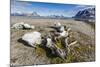 Whale Remains in Gashamna (Goose Bay)-Michael Nolan-Mounted Photographic Print