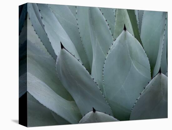 Whale's Tongue Agave-Karen Ussery-Stretched Canvas