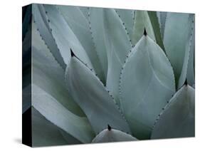 Whale's Tongue Agave-Karen Ussery-Stretched Canvas