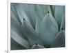 Whale's Tongue Agave-Karen Ussery-Framed Giclee Print