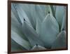 Whale's Tongue Agave-Karen Ussery-Framed Giclee Print