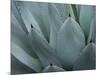 Whale's Tongue Agave-Karen Ussery-Mounted Giclee Print