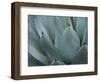 Whale's Tongue Agave-Karen Ussery-Framed Giclee Print