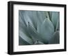 Whale's Tongue Agave-Karen Ussery-Framed Giclee Print