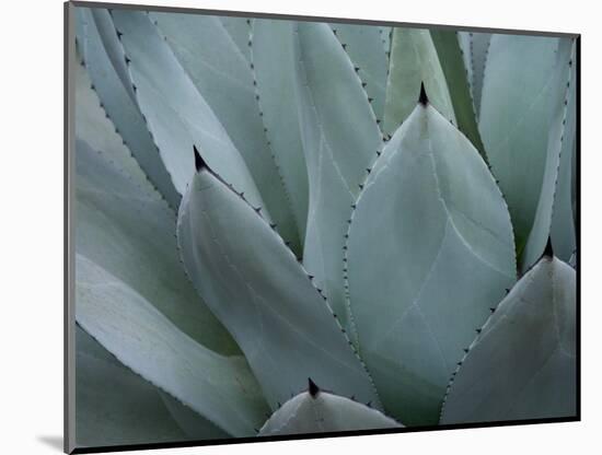 Whale's Tongue Agave-Karen Ussery-Mounted Giclee Print