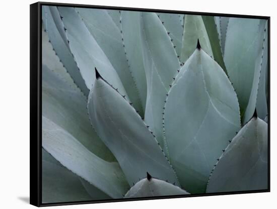 Whale's Tongue Agave-Karen Ussery-Framed Stretched Canvas