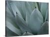 Whale's Tongue Agave-Karen Ussery-Stretched Canvas