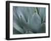 Whale's Tongue Agave-Karen Ussery-Framed Giclee Print