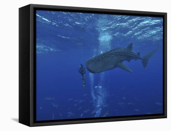 Whale Shark And Diver, Maldives-Stocktrek Images-Framed Stretched Canvas