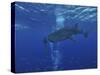 Whale Shark And Diver, Maldives-Stocktrek Images-Stretched Canvas
