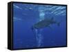 Whale Shark And Diver, Maldives-Stocktrek Images-Framed Stretched Canvas