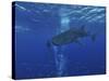 Whale Shark And Diver, Maldives-Stocktrek Images-Stretched Canvas