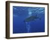 Whale Shark And Diver, Maldives-Stocktrek Images-Framed Photographic Print