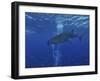 Whale Shark And Diver, Maldives-Stocktrek Images-Framed Photographic Print