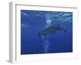 Whale Shark And Diver, Maldives-Stocktrek Images-Framed Photographic Print