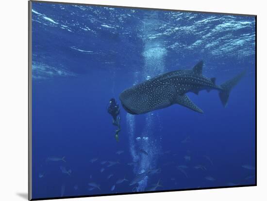 Whale Shark And Diver, Maldives-Stocktrek Images-Mounted Photographic Print