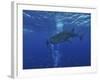 Whale Shark And Diver, Maldives-Stocktrek Images-Framed Photographic Print