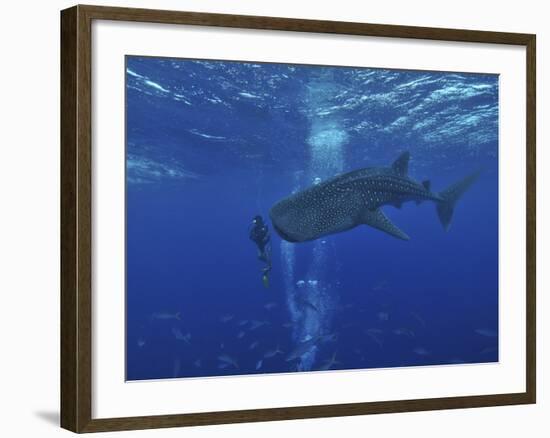 Whale Shark And Diver, Maldives-Stocktrek Images-Framed Photographic Print